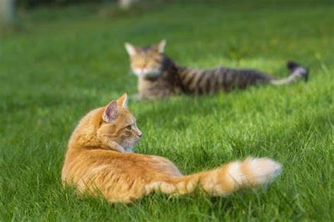 People moan about dogs poo, but at i must put something else in the pot to deter her using that pot. How To Stop Cats Pooping in The Garden — 6 Simple Tips to ...