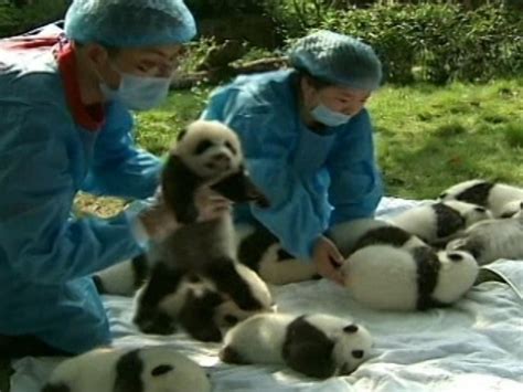 A Dozen Newborn Pandas Shown To Public In Chengdu Video Dailymotion