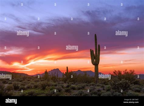 Scenic Sonoran Desert Landscape At Sunset With Saguaro Cactus Near
