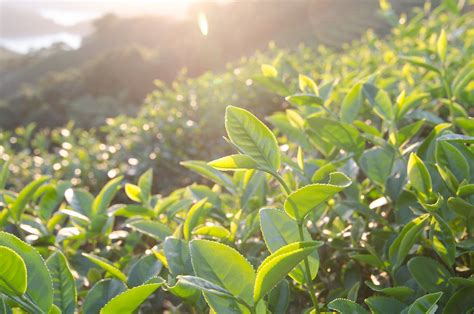 How To Grow Your Own Tea Plants For Homegrown Tea