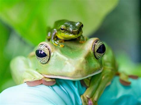 The information does not usually directly identify you, but it can. Zoo celebrates breeding success of Thao whipping frog ...