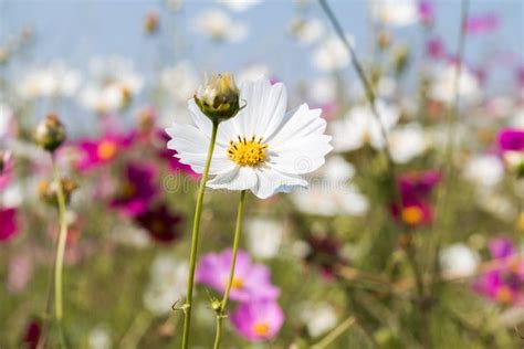 A Field Of Wild Cosmos Flowers Stock Photo Image Of Stand South