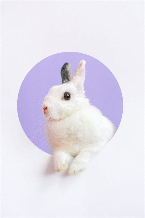 Portrait Of Pet Rabbit · Free Stock Photo