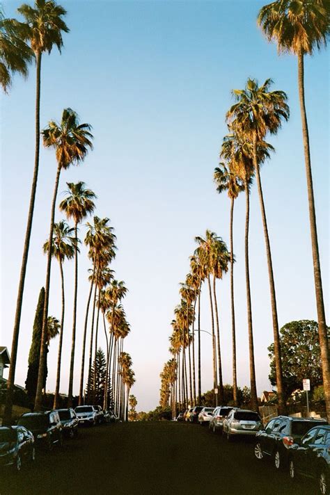 Palms Street Los Angeles Palm Trees Beach Sunset Wallpaper