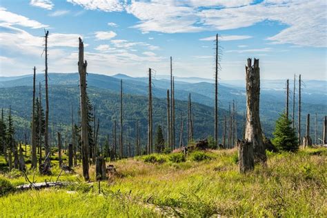 Bavarian Forest National Park