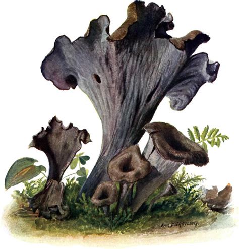 La Trompette de la mort symbolisme