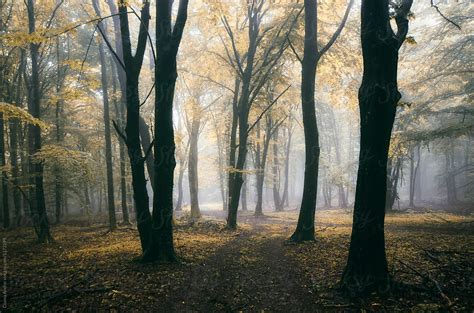 Magical Autumn Forest By Stocksy Contributor Cosma Andrei Stocksy