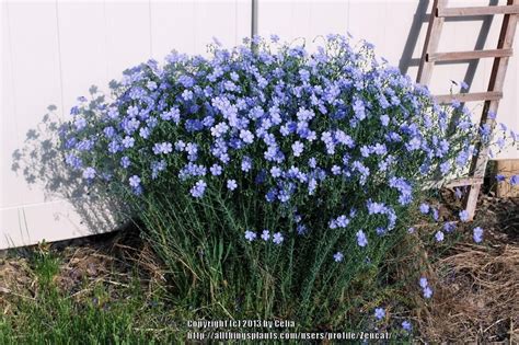 Photo Of Blue Flax Linum Perenne Uploaded By Zencat Gravel Garden