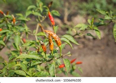 Chili Disease Viral Diseases Biological Pests Foto De Stock 1037743948