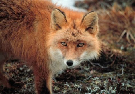 Free Picture Red Fox Furbearing Mammal