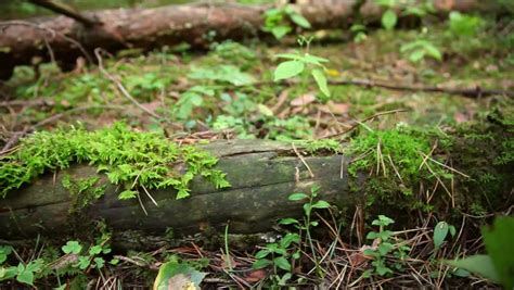 Fallen Redwood Tree In Forest Stock Footage Video 2758088 Shutterstock