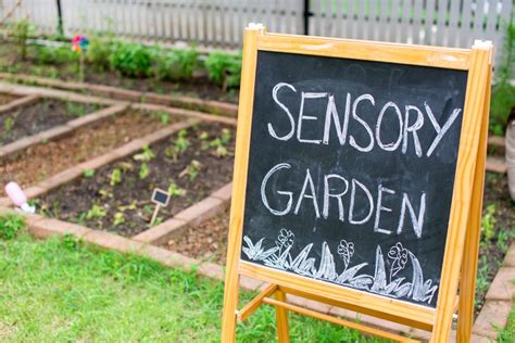 Plants And Gardening Tips For Creating A Sensory Garden