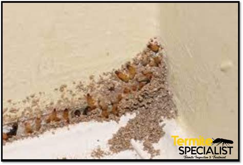 What Termite Damage Looks Like 7 Signs Of Termites
