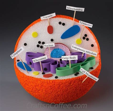 Homework Helper How To Build A 3 D Animal Cell Model Animal Cell