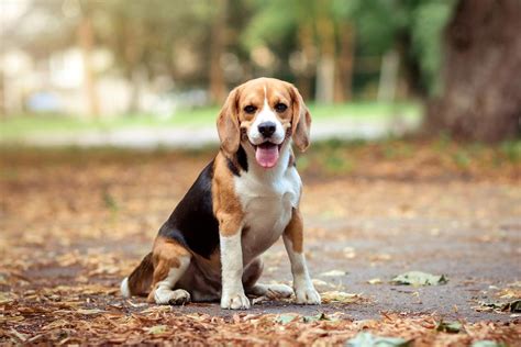 Beagle Breed Information Manypets