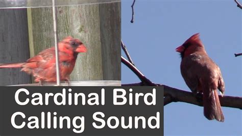 Cardinal Bird Calling Sound Youtube