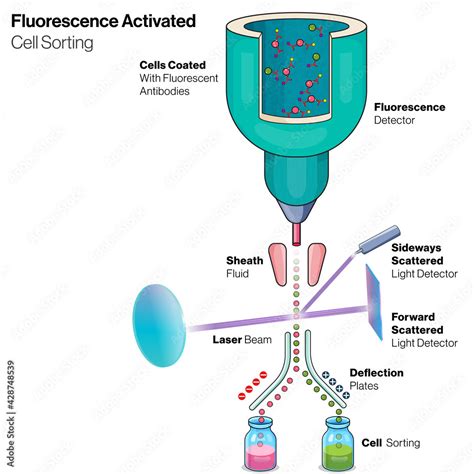 Vecteur Stock Illustration Of Fluorescence Activated Cell Sorting A