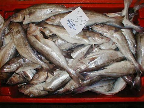 It is similar to cod with. Through the Gaps! - Newlyn Fishing News: After the fight ...