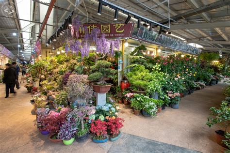 Hongqiao Bird And Flower Market Flower Shops Markets Shanghai