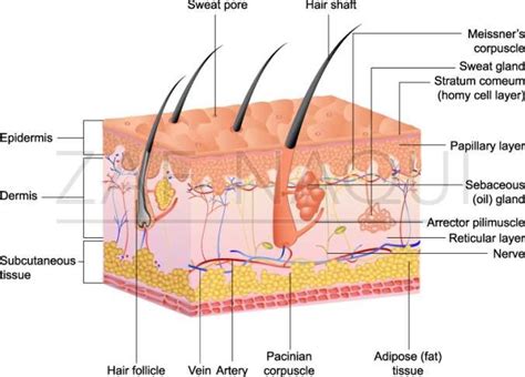 3 B Anatomy Of The Eccrine Gland And Various Layers Of Skin