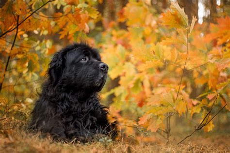 Newfoundland Dog Wallpapers Wallpaper Cave