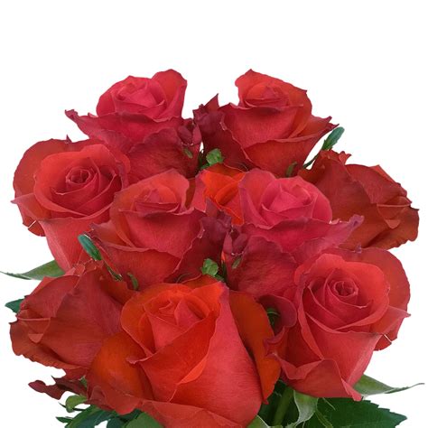 Best Fresh Red Roses Perfect For Arrangements Free Roses Globalrose