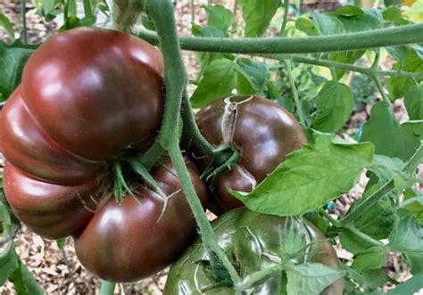 Cherokee Purple Tomato 🍅 💜 Unlock The Secrets Of Growing This Heirloom