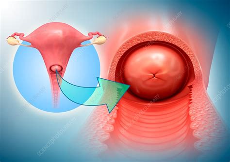 Female Reproductive System Illustration Stock Image F020 0927