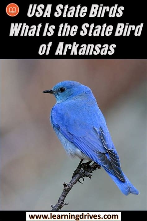 What Is The State Bird Of Arkansas State Birds