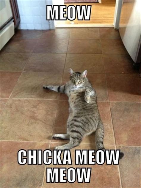 Meow Chicka Meow Meow Funny Animal Memes Funny Animal Pictures