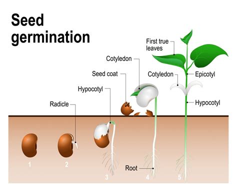How Does A Seed Grow Into A Plant