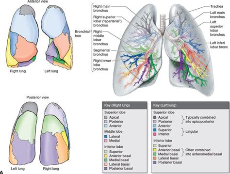 Lung Cancer Radiology Key