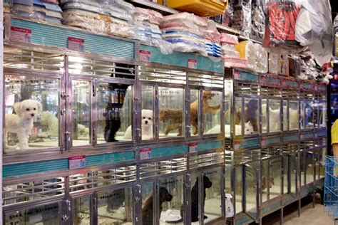 Why go to a dog breeder, cat breeder or pet store to buy a dog or buy a cat when you can adopt? Kadoorie Log #9: Tung Choi Street: The Reality of the Pet ...