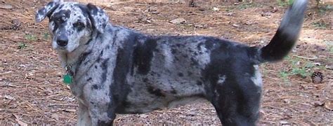 catahoula cur breed guide learn   catahoula cur