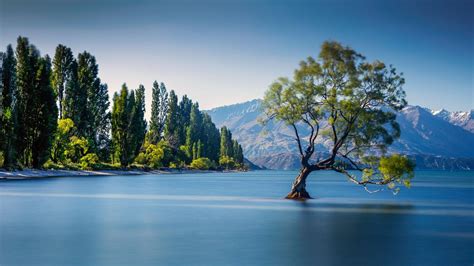 Lake Wanaka Tree New Zealand