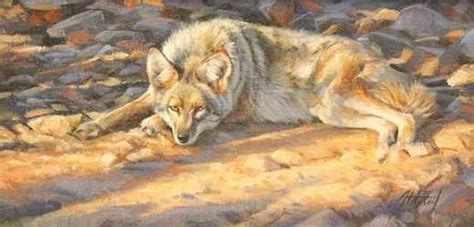 Resting Coyote By Edward Aldrich Wildlife Art Wildlife Paintings