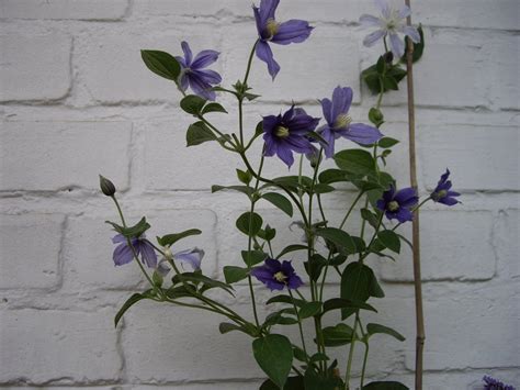 I know it's beneficial for some plants to have the growing tip pinched out but is it good to do this on a clematis to make it bush out and have more flowers? Group: Integrifolia group