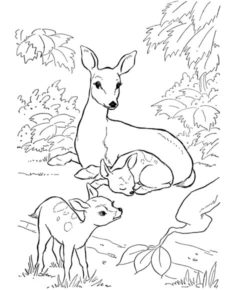 Gratis herten in het bos kleuring en printen pagina. Free Printable Deer Coloring Pages For Kids