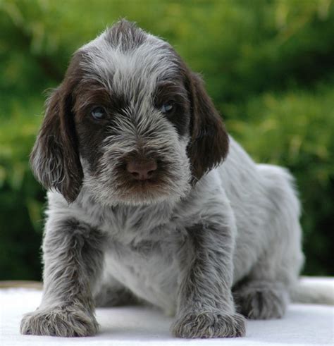 Spinone italiano is a versatile dog since inception. 308 best Spinone Italiano images on Pinterest | Italian spinone, Dog breeds and Doggies