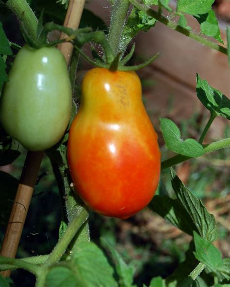 Серия а место в лиге: How to Grow Roma Tomatoes for a Fall Harvest | Vegetable Garden Blog
