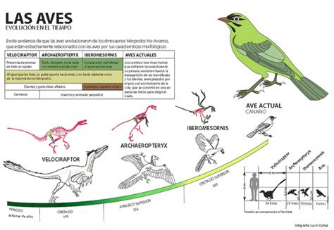 Infografías E Imágenes Sobre La Evolución De Las Aves