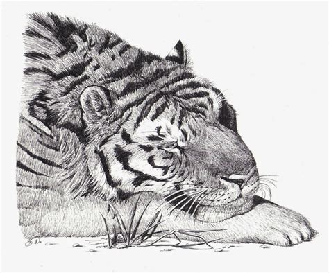 The Animal Cabin Drawings Of Tigers