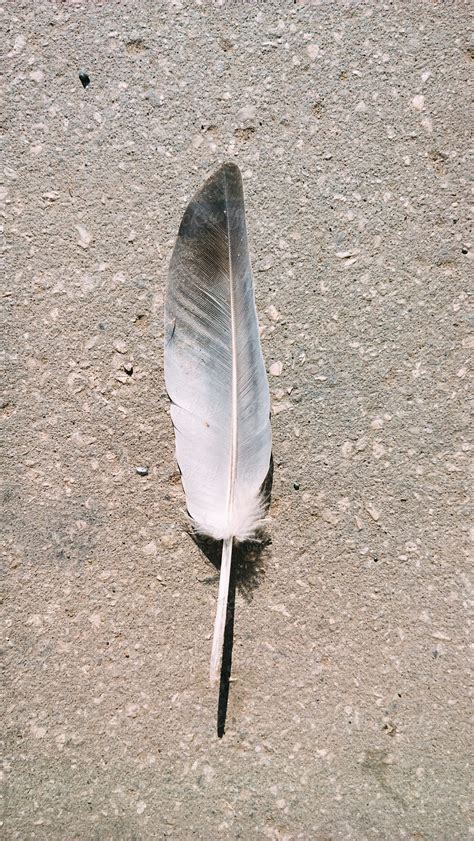 Bird Feather Del Colaborador De Stocksy Alexey Kuzma Stocksy