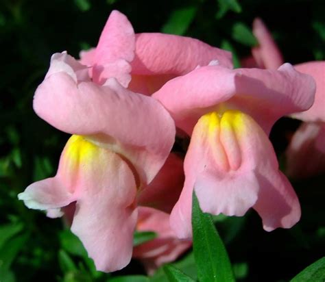 Las Mejores Flores De Primavera