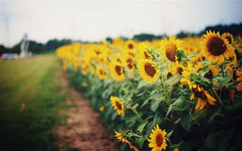 Sunflower Desktop Wallpaper ·① Wallpapertag