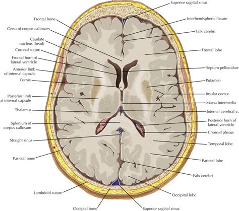 Axial Brain Anatomy Anatomy Diagram Book My Xxx Hot Girl