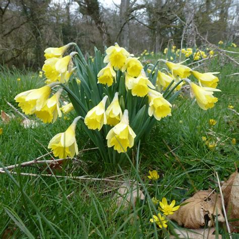 Wild Daffodil Narcissus Pseudonarcissus Shipton Bulbs