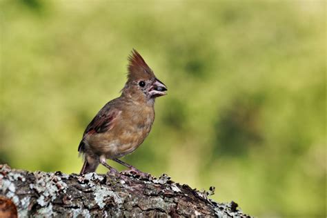Young Female Cardinal On Branch Free Stock Photo Public Domain Pictures