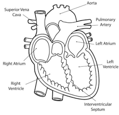 Draw A Well Labeled Diagram Of Human Heart