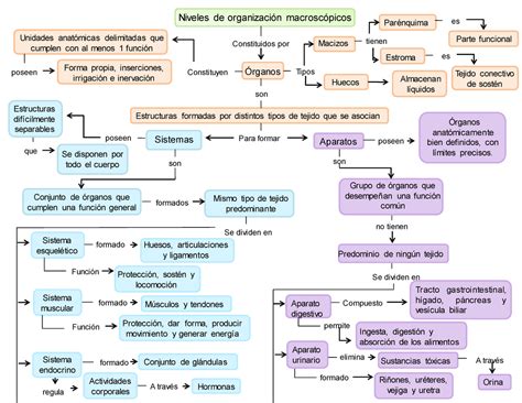 Aparatos Y Sistemas Del Cuerpo Humano Mind Map My XXX Hot Girl